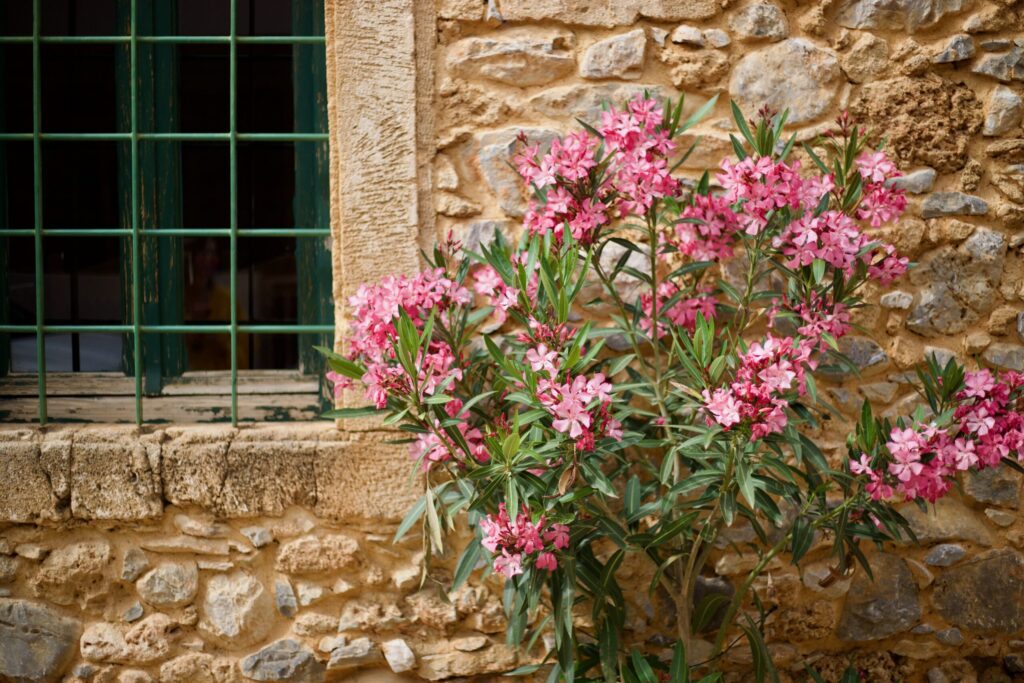 Mila Malia Studios Hotel Exteriors Mila Malia Studios Hotel Exteriors